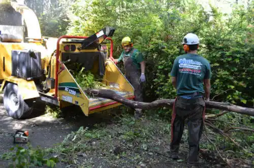 tree services Healy